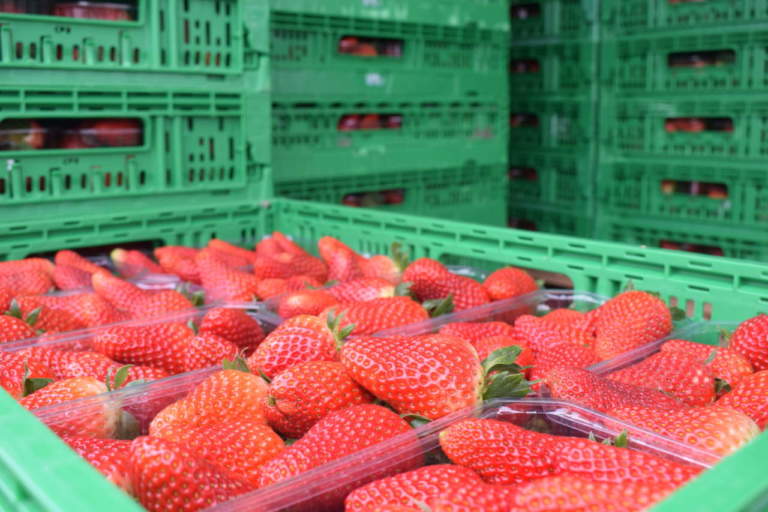 fragola campana