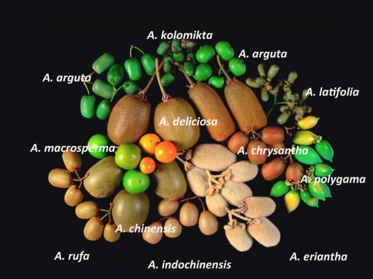 actinidia