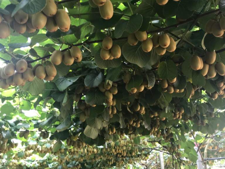 actinidia