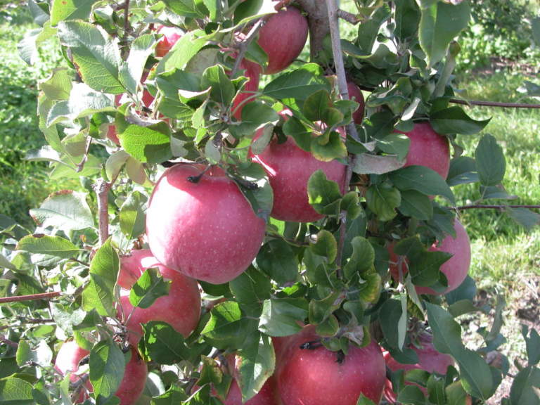 annata melo