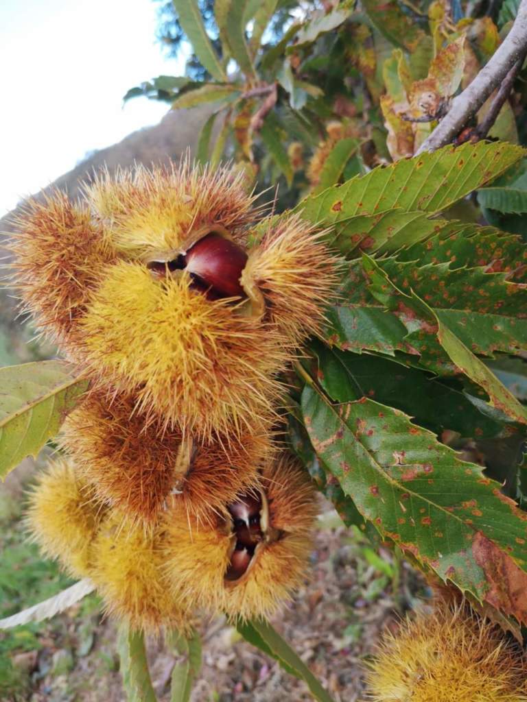 castanicoltura