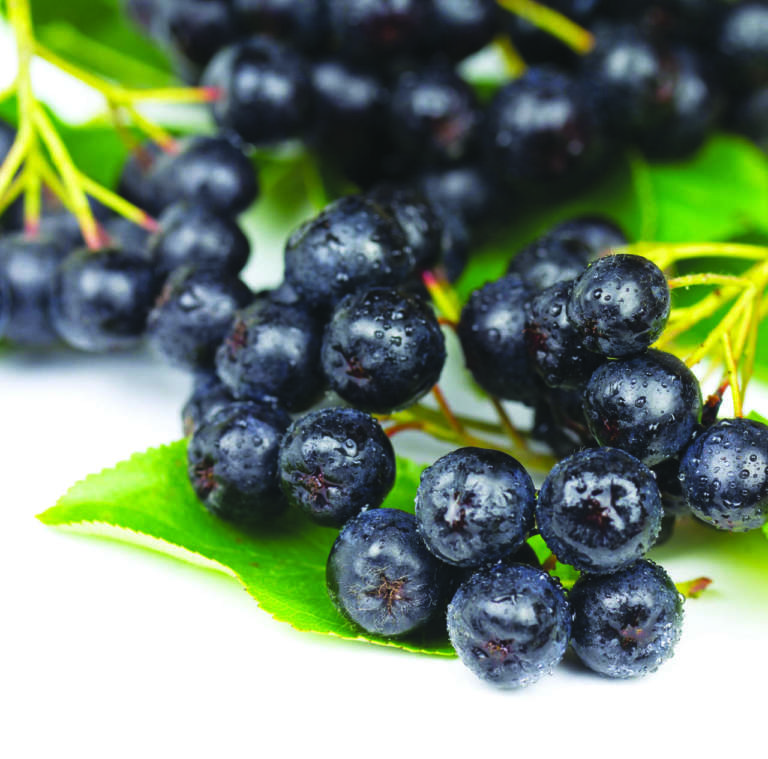 aronia