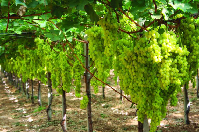uva da tavola