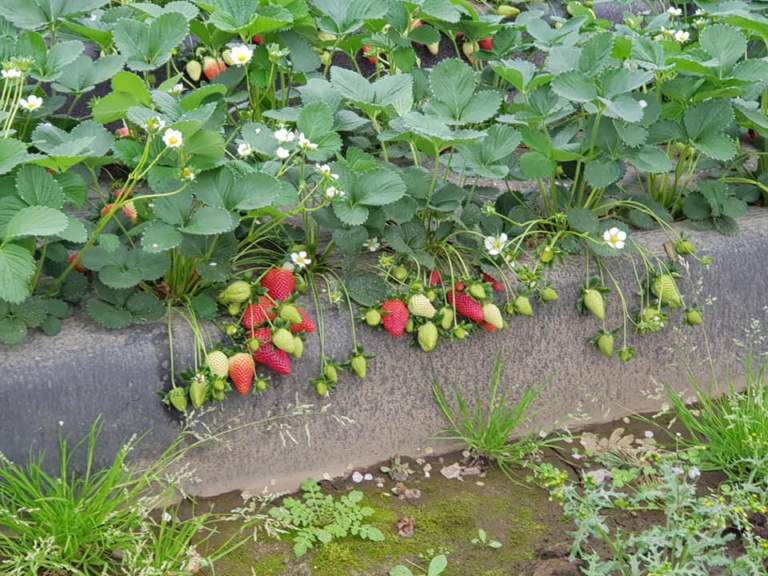 fragole