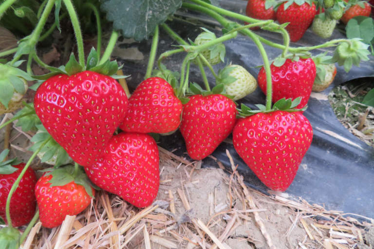 fragola talia