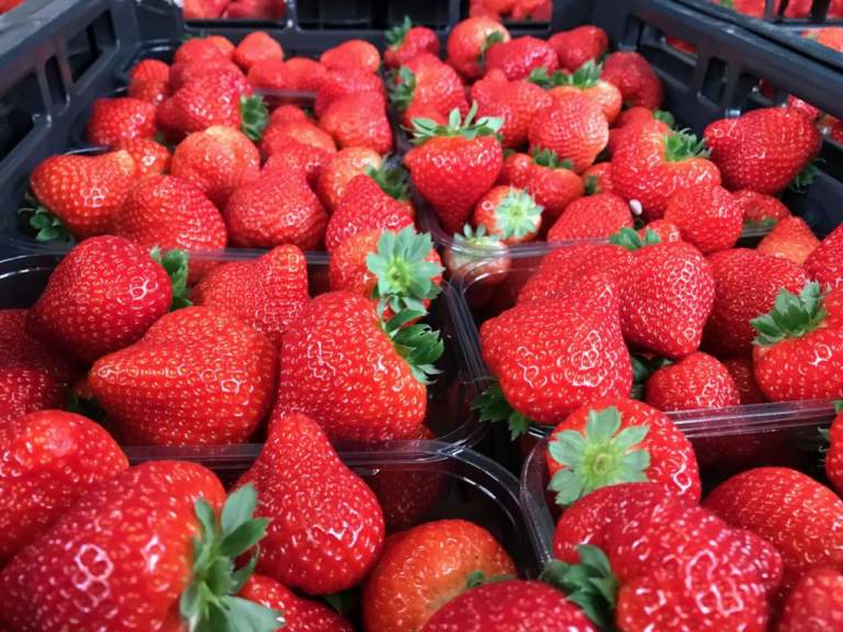 qualità fragola