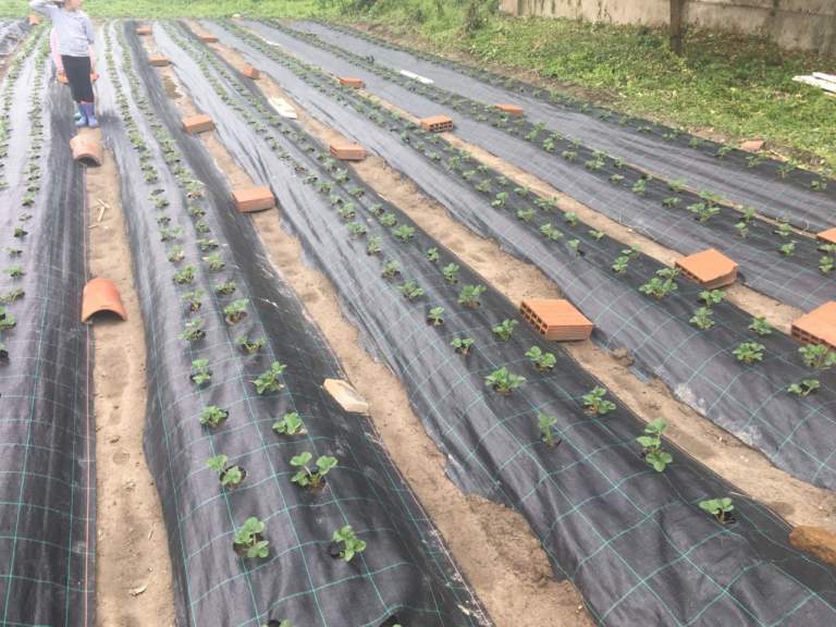 fragolaurea per operazione mato grosso