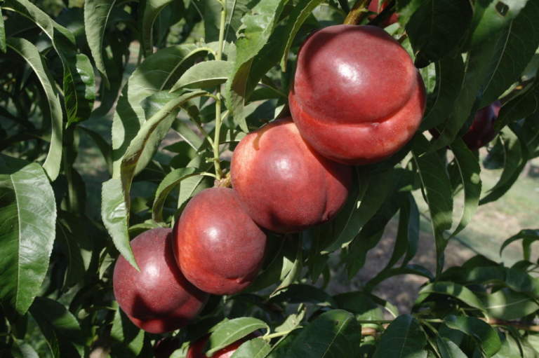 gamme varietali pesco