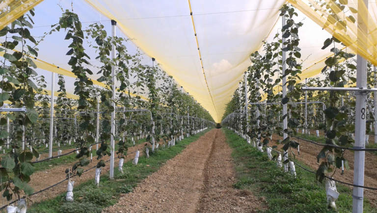 innovazioni varietali kiwi