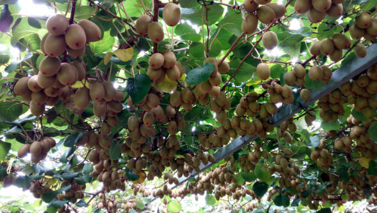 kiwi