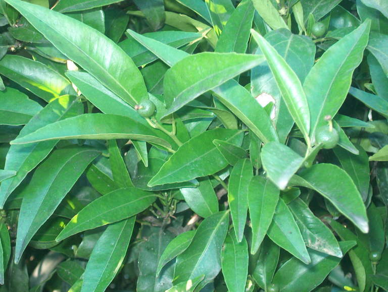 allegagione agrumi