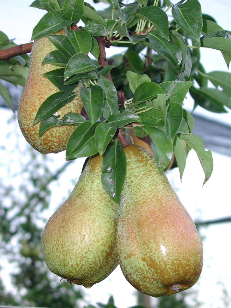 offerta pere