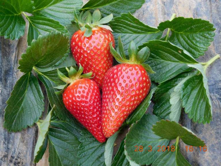 fragola Parthenope