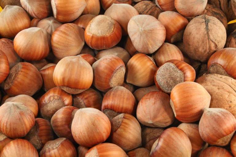 nocciolo
