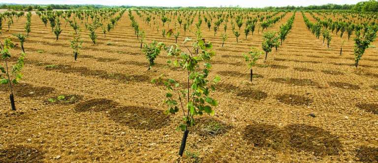 costi produzione nocciolo
