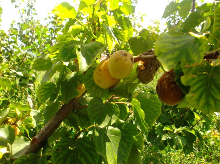 moniliosi albicocco