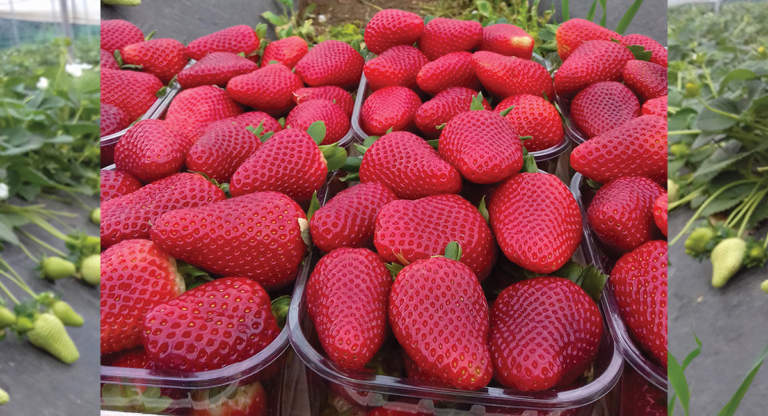 fragolicoltura sostenibile