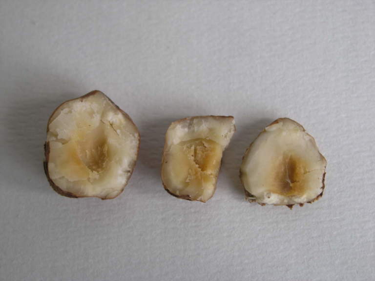 nocciola avariata