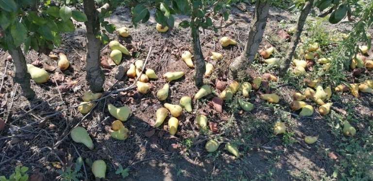 maculatura