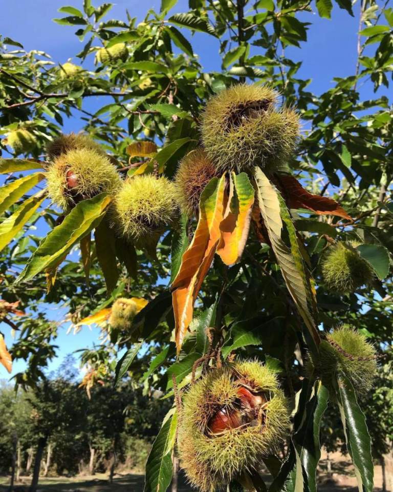 castagne