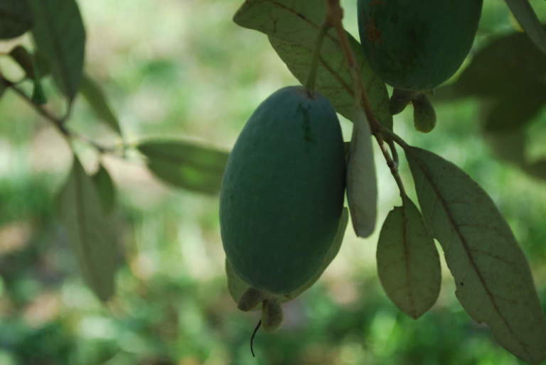 Feijoa