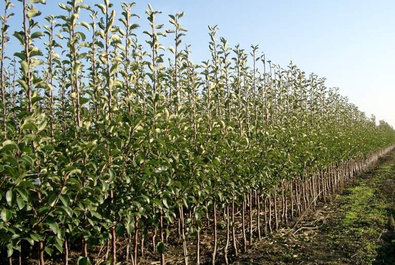 Plant breeding's right