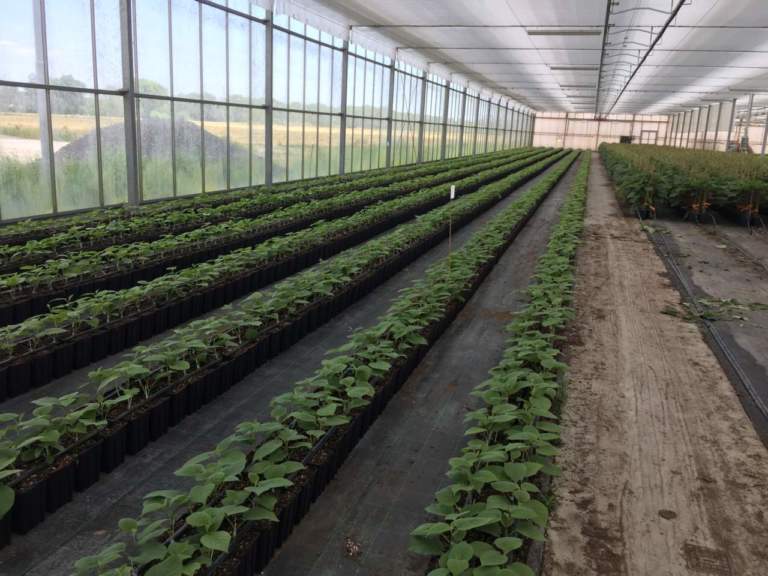 innesto ex vitro kiwi