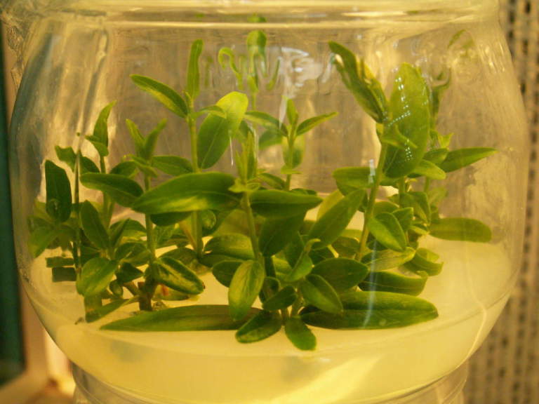 coltura in vitro