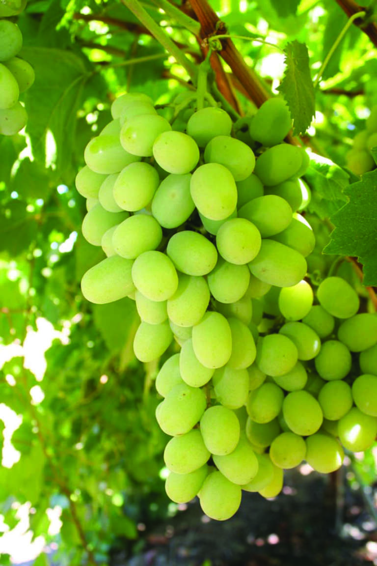 uva da tavola