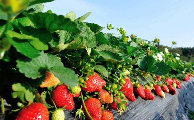 fragola