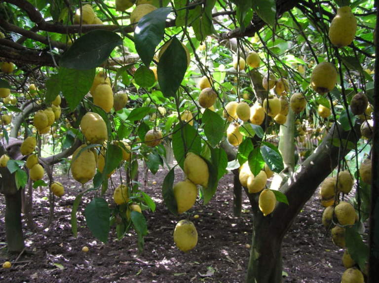 limone