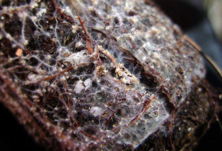 funghi micorrizici