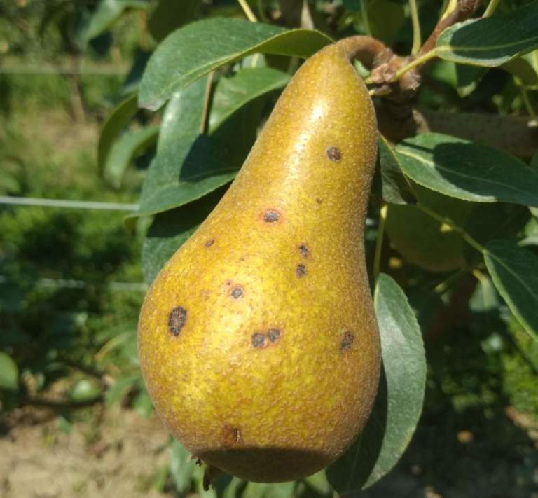 maculatura bruna