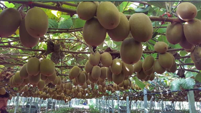 actinidia sud