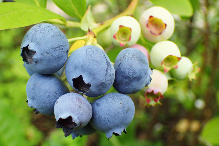 piccoli frutti