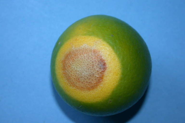 agrumi