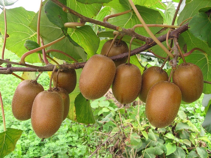 kiwi