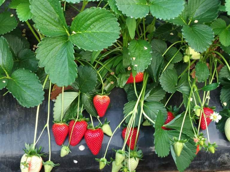 fragola