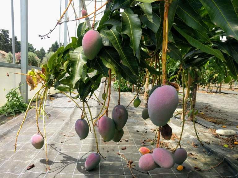 mango