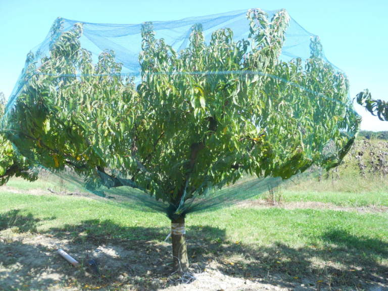 fertilizzazione pesco