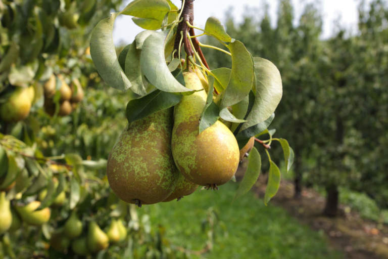 pere