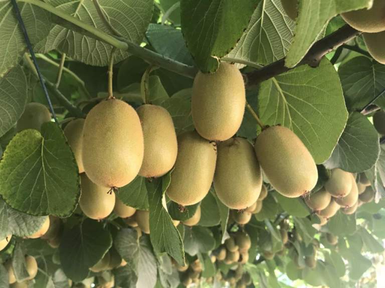 kiwi