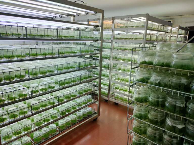 micropropagazione