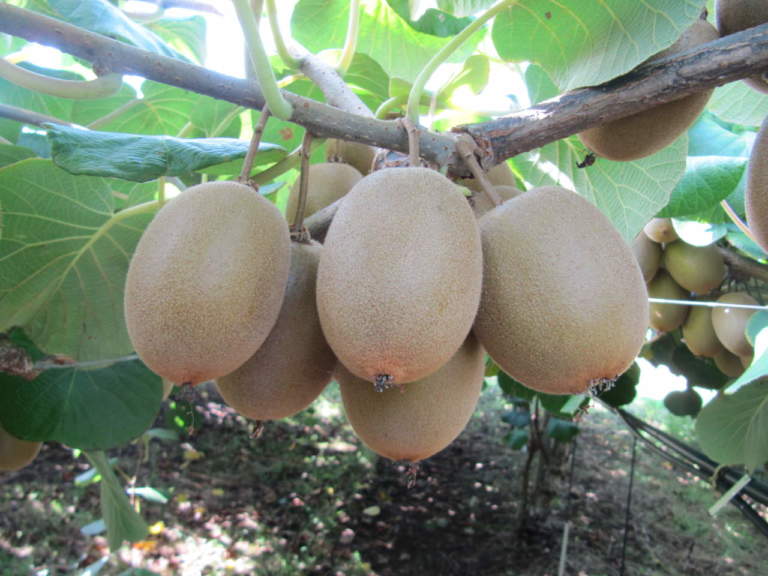 post-raccolta kiwi