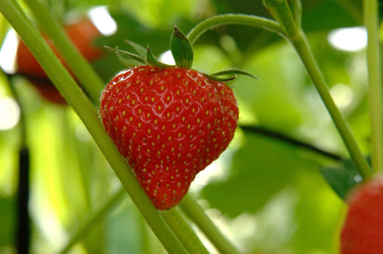 piccoli frutti