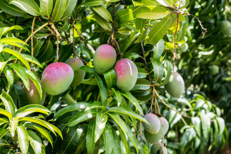 coltivazione mango in italia