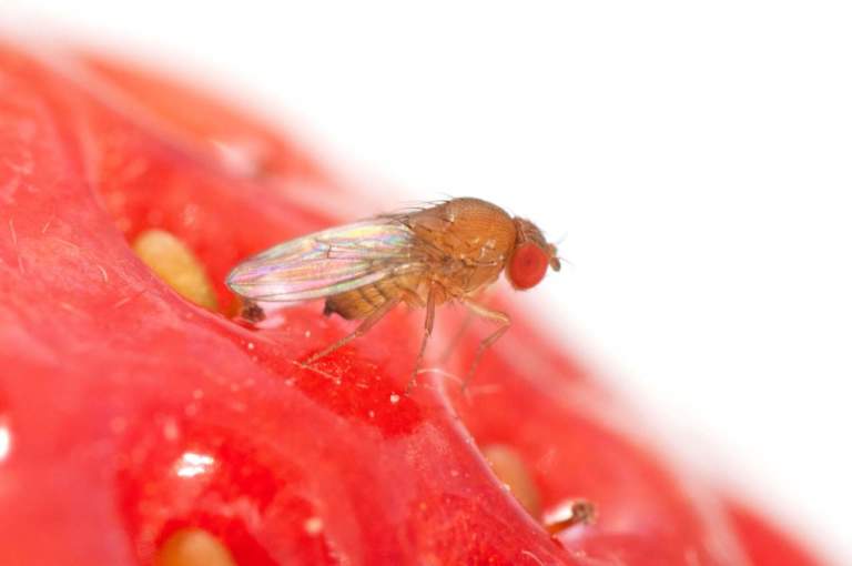drosophila suzukii frutteti