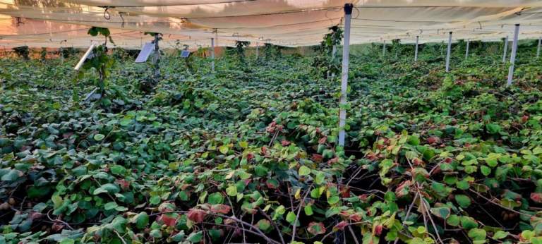 moria kiwi bounty 71