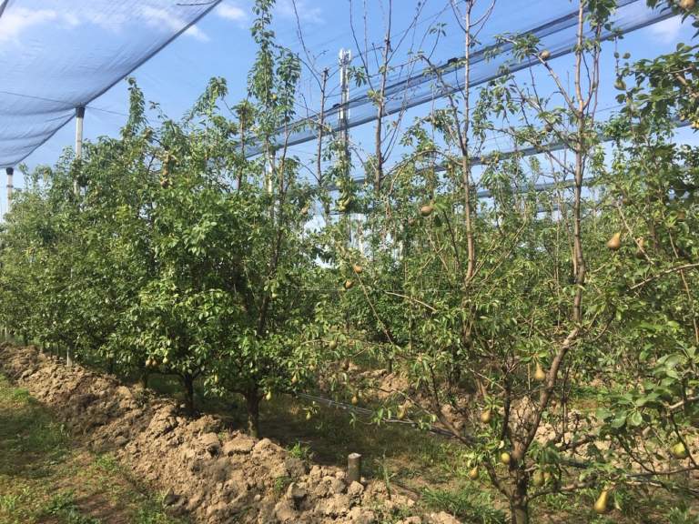 nuove varietà pere