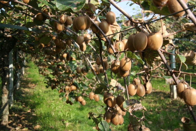 kiwi strategie di coltivazione